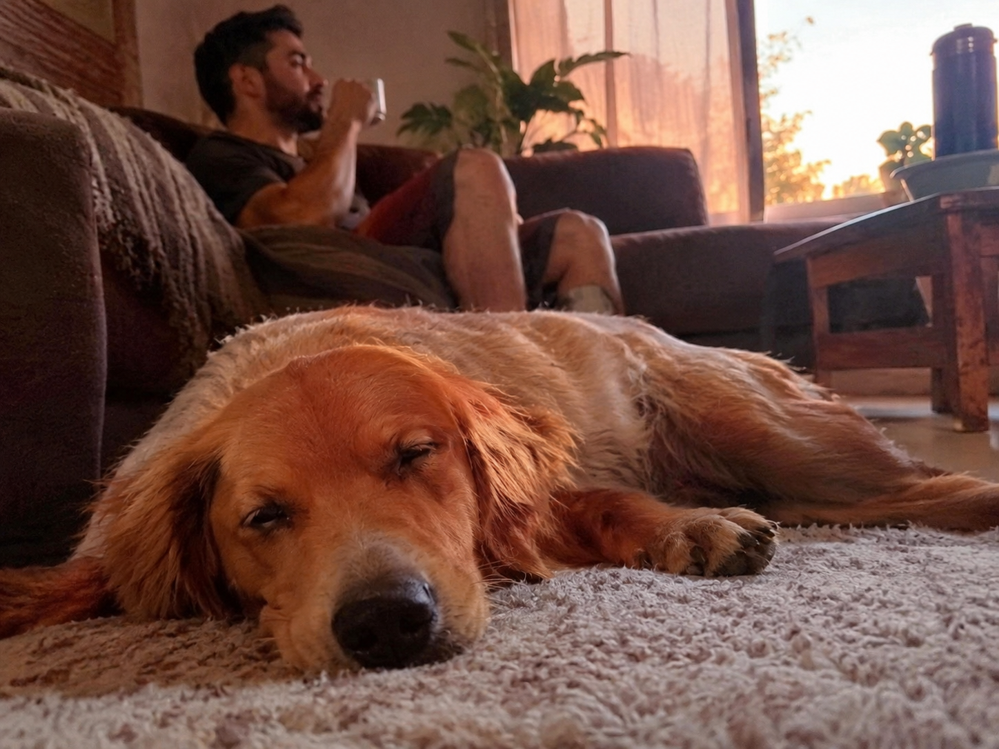 Cachorro relaxado e tranquilo dentro de casa